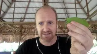 Гигантский кузнечик из Панамы, имитирующий листья!