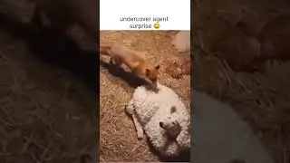 Curious Fox Enters a Barn Full of Sheep 😲🦊🐑 | Shocking Wildlife Moment #shorts