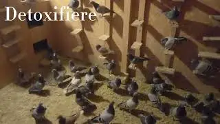 Postul negru la porumbei. Primele 24h