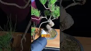 市场上很普通的商品黑松如何改作成一颗黑松盆景？垂枝式盆景如何制作？#盆景 #盆景制作 #盆景艺术 #黑松盆景