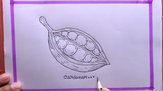 How To Draw easy Cardamom