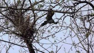 Great Blue Heron - Breeding season 1