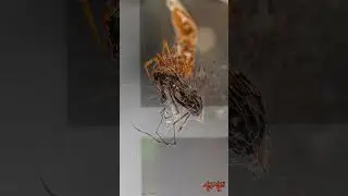 How to Control House Spiders