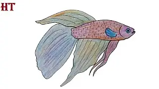 How to draw a betta fish step by step