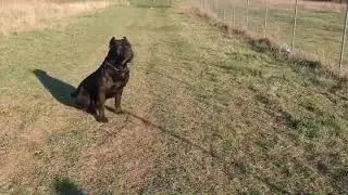 Huge Cane corso at work obedience from the distance