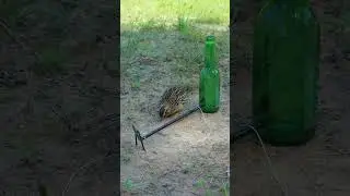 processing bird trap #ytshorts