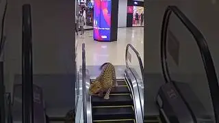 LEOPARD 🐆 in Phoenix Mall Mumbai? True or False #2025 #😇
