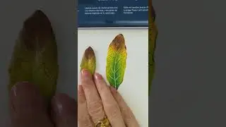 НОВЫЕ карандаши для рисования Derwent, новые цвета!