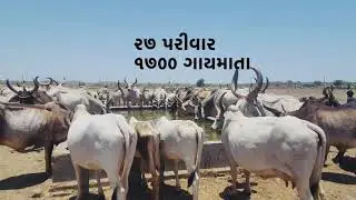 Cow sewa at kutch (Daily lifestyle routine of kutch kankrej cow and kutchi maldharis) #kankrejcow