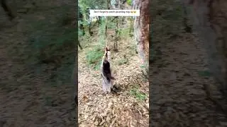 😂🤣shorts itni funny toh kaisa hoga #shorts #vlog #kaudia #jungle #forest #funny #sapnasingh24vlog