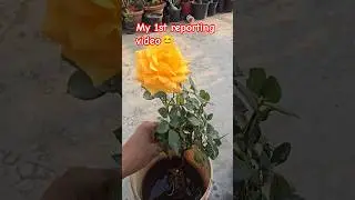 Sunblast Rose  reporting in cinder media🌹 #rosecaring #gardenflowers #rose