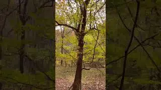 Дерево маклюры оранжевой или яблони обыкновенной!! #wolfhillmakers #fyp #tree #hedgeapple #osagea...
