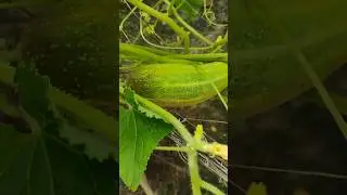 Healthy cucumber 🥒🥒#fruit #food #youtubeshorts #shortsviral #trandingnew #reelitfeelit #shorts
