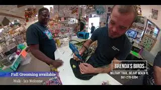Robert At Brendas Birds Grooming some nails on a customer's bird
