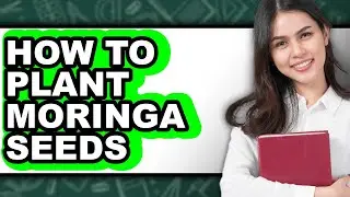 How To Plant Moringa Seeds - Easy Guide