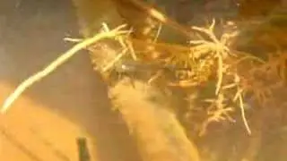 A female damselfly ovipositing underwater