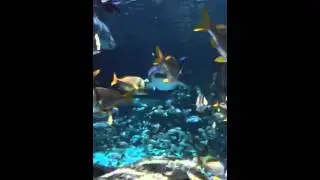 Shark with razor sharp teeth