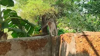 Mongoose and Cat Monitoring for Hunting