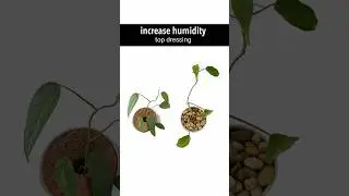 🧖&zwj;♀️ 𝗛𝗨𝗠𝗜𝗗𝗜𝗧𝗬 𝗦𝗘𝗥𝗜𝗘𝗦: 𝘁𝗼𝗽 𝗱𝗿𝗲𝘀𝘀𝗶𝗻𝗴 #humidity #houseplants #plantcare #planttips #plants #soil #diy