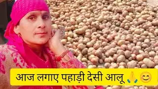 गांव जाकर लगाए सबसे पहले आलू पहाड़ी#पहाड़ी  लाइफस्टाइल 