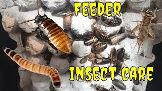 How I care for my feeder bugs
