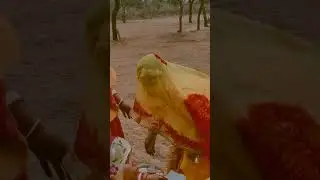 #rajputiculture #baisalook #rajputibride #rajasthanitraditional