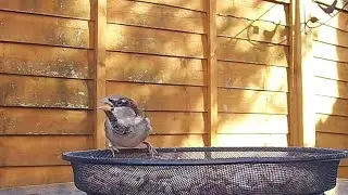 A male house sparrow feeding alone from the table dish #bird #birdvideo #sparrows