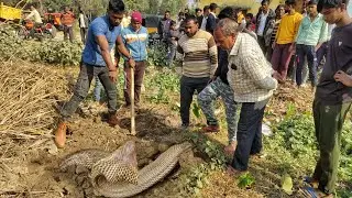 स्कूल में इतना भयंकर कोबरा दिखने से बच्चों में खलबली मच गया। फिर बंद कैमरा हो गया हादसा।😥