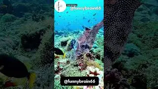 Wild Animals Collection: Journey Into the Wild | Funny Brain
