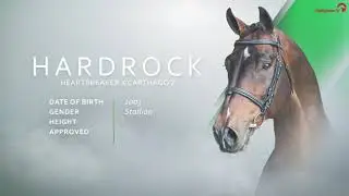 Hardrock Z VDL Stud Stallion Show 2021