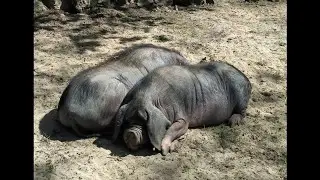 ZOO Opole