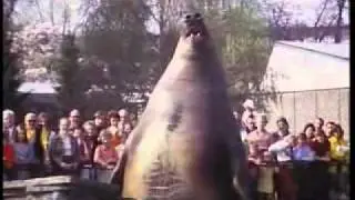 Wilhelma - See-Elefantendressur  - ca. 1975 / Sea Elephant