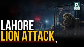 Lahore Lion Attacks | Lahore | Shahid Hanif | Pakistan Connect