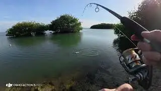 Tarpon fishing from shore in the keys 