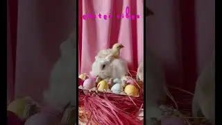 Easter Vibes: Hoppy Decor and Real Easter Bunny for Spring!