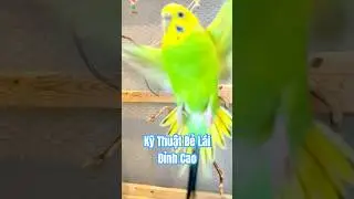 Vẹt Yến Phụng Kỹ Thuật Bẻ L&aacute;i Đỉnh Cao | Masterful Steering Skills #pets #birds #budgies #trending