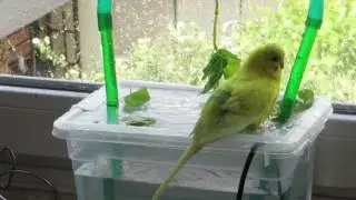 2017 06 18 Kiwi badet am Brunnen2