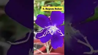 Top 10 Flowering plants to grow this time  #plants #gardening # flowers#spotify