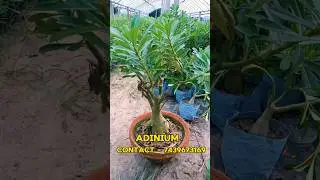 BIG ADINIUM PLANT FOR YOUR HOME🥳| KOLKATA🤩| PLANTS PLATFOR🌿 | OUTDOOR & INDOOR🪴| #nursery #shorts