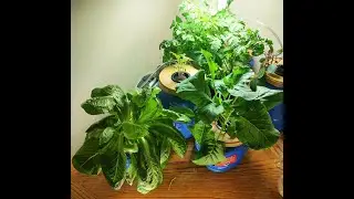 The Frugal Garden: Home Salad Bar Garden PT 2 | #hydroponics #lettuce #wintergardening