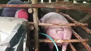 Pumunta kami ng Asawa sa kulungan ng baboy ng aming kapatid#kulungan