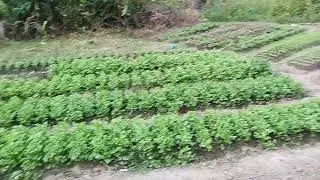 E teve colheita na horta.. mais um dia na roça..#roça #agriculturaregenerativa #vidanaroça #agro ..