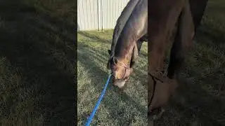 Carsons introduction!! #aqha #horse #equestrian #aqhaproud #horsefan #horsegirl #equestrain #horses