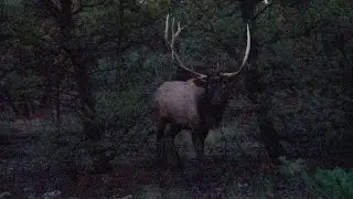 Giant Screaming Non-Typical Bull Elk at 14 Yards; 