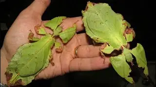 The many variations of Leaf Insects 🍂🍃 #shorts #shortsvideo #leafinsect #mimicry