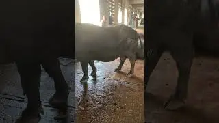 Murrah Buffalo #kingofcolony #cow #bull #cattle #murrahbuffalo