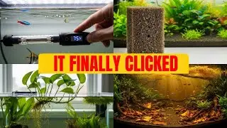 I Made These 8 Aquarium Changes and Saw AMAZING Results