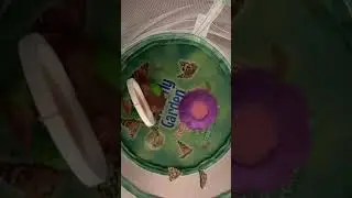 Part 3 🦋 Insect Lore Butterfly Garden: The Butterflies Came Out