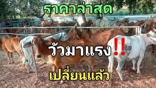 16ม.ค.69ตลาดส้มป่อยน้อยล่าสุด วัวมาแรง!!.. เปลี่ยนแล้ว