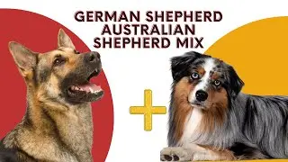 Learn About GSD & Australian Shepherd Mix Dog